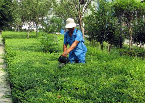 園林綠化養(yǎng)護(hù)要如何做好呢? 園林綠化養(yǎng)護(hù)要如何做好呢?